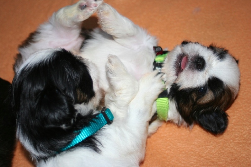 du Domaine des Petits Temples - Shih Tzu - Portée née le 10/10/2014